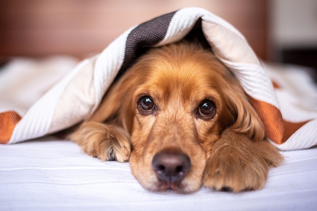 "Create the perfect cozy dog space at home with these easy tips! From choosing the right bed to decorating with style, discover how to make a comfortable, inviting area your dog will love."